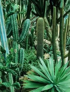 many different types of cactus plants in a garden