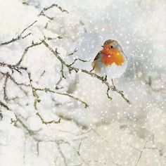 a small bird perched on top of a tree branch in the middle of snow covered branches