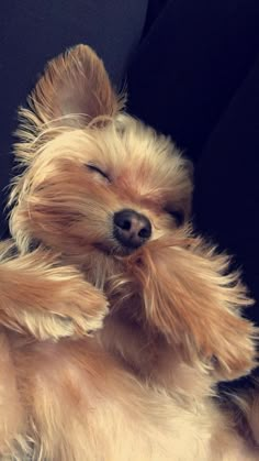 a small brown dog laying on its back