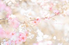 pink flowers are blooming on a tree branch