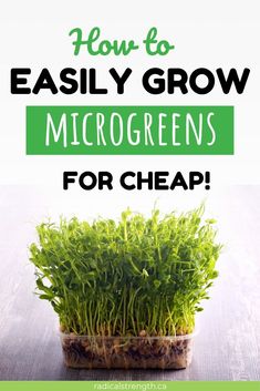 a potted plant with the words how to easily grow microgreens for cheap