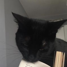 a black cat sitting next to an open book