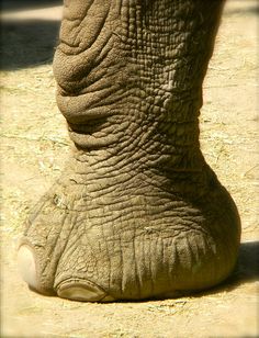 an elephant's foot with dirt on the ground