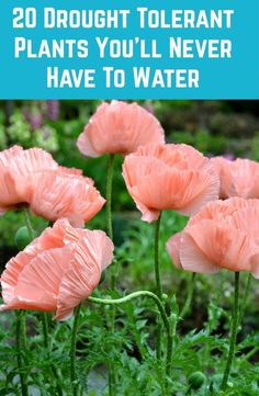 pink flowers with text overlay that reads, 20 drooly tolerant plants you'll never have to water