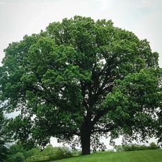 a large tree sitting on top of a lush green field