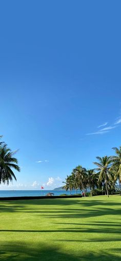 palm trees and the ocean on a sunny day