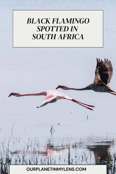 two flamingos flying over water with the words black flamingo spotted in south africa