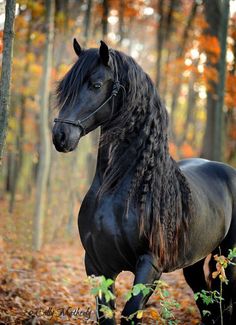 a black horse standing in the middle of a forest surrounded by trees and leaves, with its head turned to the side