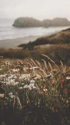 wildflowers in the foreground with an island in the background