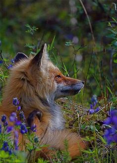 a red fox sitting in the middle of purple flowers