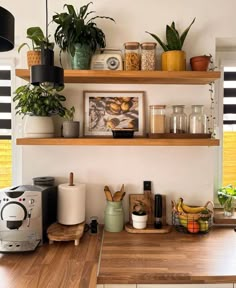 some plants are sitting on top of shelves above the kitchen counter and below them is a toaster