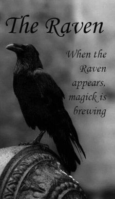 a black bird sitting on top of a person's arm with the words, the raven