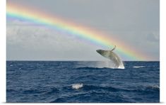 a fish jumping out of the water with a rainbow in the background and a quote written below