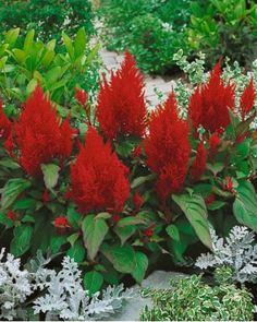 red flowers are blooming in the garden next to other plants and shrubs, with green leaves on them