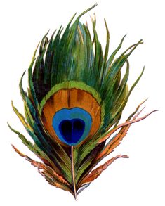 a white pillow with a blue and green peacock feather on the front, sitting on a white background