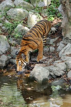 a tiger drinking water from a small pond