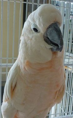 a close up of a bird in a cage