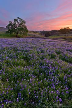 a field full of purple flowers with the sun setting in the distance behind it and a lone tree