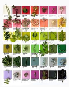 an assortment of different types of plants and leaves on a white background with color swatches