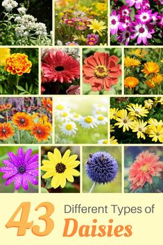 different types of daisies are featured in this postcard with the words 43 different types of daisies