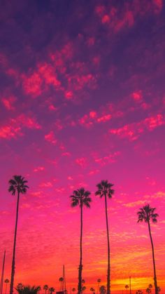 palm trees are silhouetted against an orange and pink sky