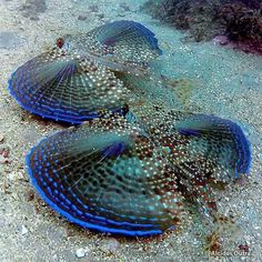 two blue and white fish laying on the sand under water with their tails curled up