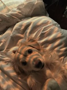 a dog laying on top of a bed covered in white sheets