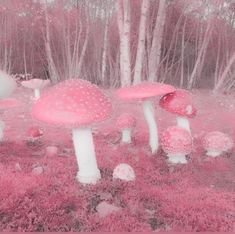 some pink mushrooms in the grass and trees