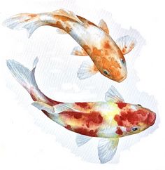 two koi fish swimming side by side on a white background with watercolor paint