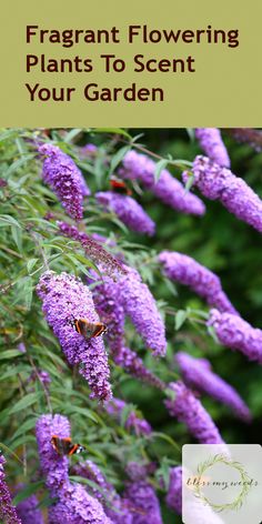 purple flowers with text overlay that reads fragrant flowering plants to scent your garden