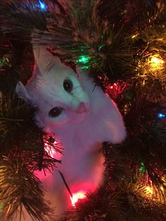 a white cat sitting in the middle of a christmas tree with its eyes wide open