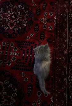 a cat sitting on top of a red rug