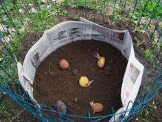 an outdoor garden filled with dirt and small yellow eggs in the ground, surrounded by blue wire