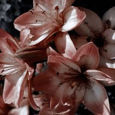 pink and white flowers are blooming in the sun