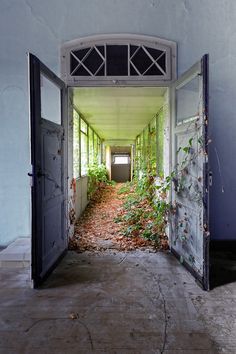 an open door leading to a hallway with vines growing on the walls and in between