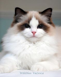 a white and brown cat laying on top of a bed