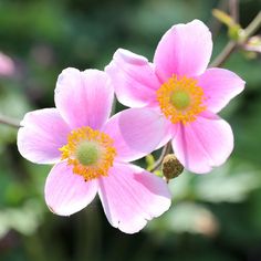 two pink flowers with yellow center surrounded by greenery in the background