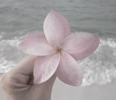 a person holding a pink flower in front of the ocean