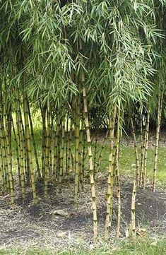 several tall bamboo trees in the grass