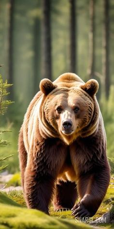 a large brown bear walking across a forest filled with green grass and tall pine trees