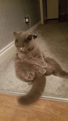 a cat is laying on the floor with its eyes closed and it's tail curled up