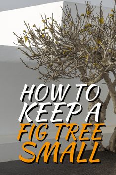 How To Keep A Fig Tree Small Fig Tree Types, Potted Fig Tree, Plants Hacks, Planting Fruit, Pruning Trees