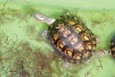 two turtles swimming in the water together