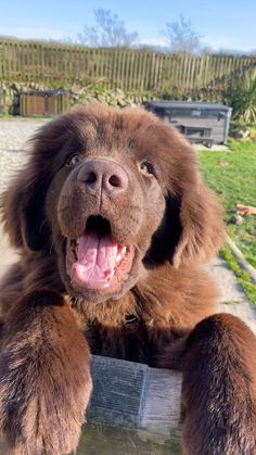 a large brown dog laying on top of a wooden table next to a green field