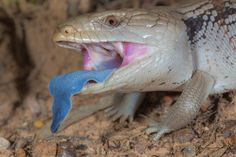 a lizard with it's mouth open holding a blue object in its mouth while standing on the ground