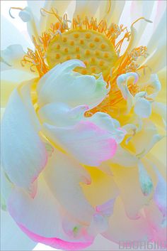 a large white and yellow flower with lots of stamen on it's petals