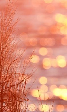 some grass and water at sunset with blurry lights in the background