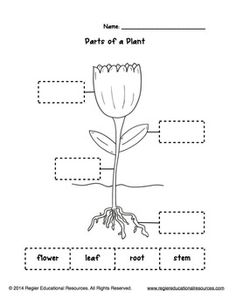 the parts of a plant worksheet