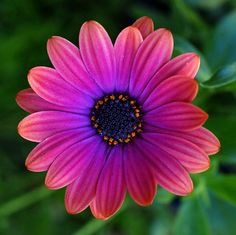 a pink flower with blue center surrounded by green leaves