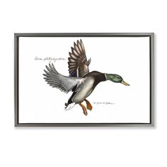 a watercolor painting of two ducks flying in the air with their wings spread out